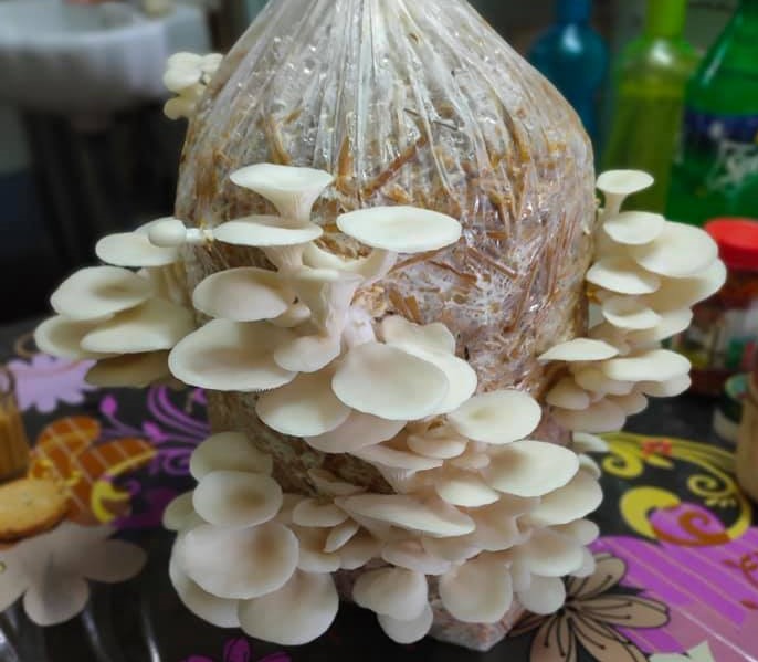 mushroom1